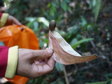 Với người dân vùng cao, mùa ươi bay là mùa săn lộc trời. Mỗi ngày lượm được 1-2 kg bán được khoảng 300.000-400.000 đồng, chị Nguyễn Thị Bích ở xã Ngọc Tem cho biết.