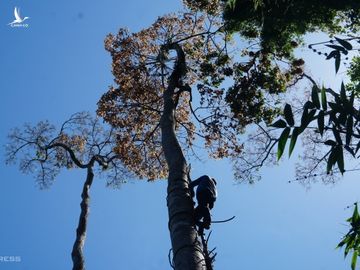 Một số người dân dùng dây thừng làm thang leo lên thân ươi để hái quả, nhưng cách làm này nguy hiểm đến tính mạng, được ngành chức năng khuyến cáo không nên thực hiện.