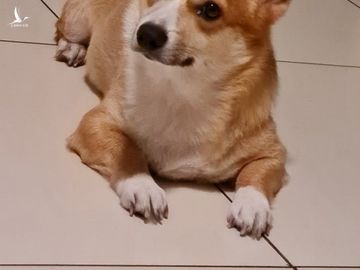 cho corgi duoc be ve nha anh 3