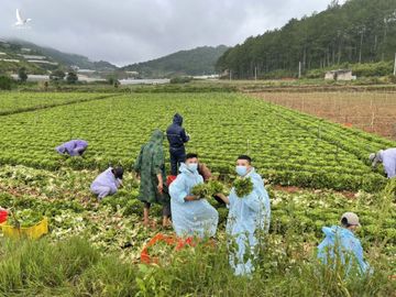 115 tấn rau, củ, quả hướng về vùng dịch Covid-19 TP.HCM và Phú Yên - ảnh 15