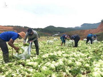 115 tấn rau, củ, quả hướng về vùng dịch Covid-19 TP.HCM và Phú Yên - ảnh 7