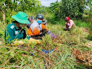 115 tấn rau, củ, quả hướng về vùng dịch Covid-19 TP.HCM và Phú Yên - ảnh 8