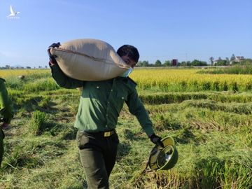 Chiến sĩ công an sáng trực chốt phòng dịch, chiều gặt lúa giúp dân - Ảnh 2.