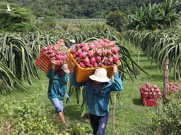 Cải cách chạm trần