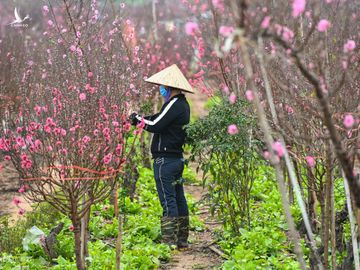 Nông dân Nhật Tân, Hà Nội chăm sóc vườn đào cho vụ Tết Tân Sửu, tháng 2/2021. Ảnh: Giang Huy