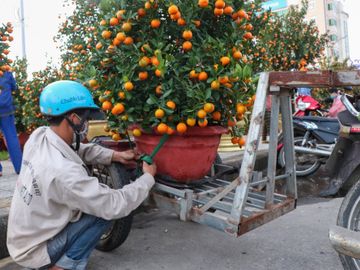 cho hoa Tet vang khach o Da Nang anh 8