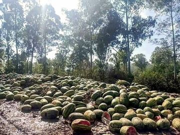 Trái cây ùn ứ, thối rữa ở biên giới Myanmar do Trung Quốc siết chống dịch - 1