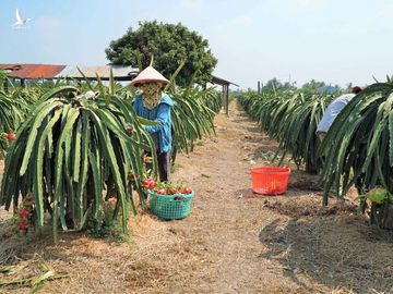 Người trồng thanh long điêu đứng vì giá rớt thê thảm - 1