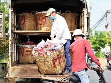 Người trồng thanh long điêu đứng vì giá rớt thê thảm - 5