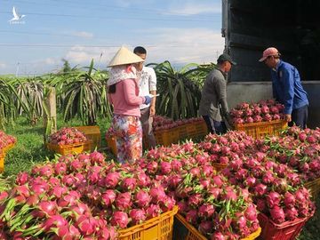 Siêu thực phẩm 650 nghìn/kg ở châu Âu, Việt Nam có 1,4 triệu tấn chỉ 3 nghìn/kg