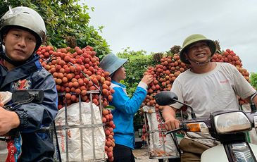 Giá vải thiều kỷ lục, nhà vườn Bắc Giang thắng lớn