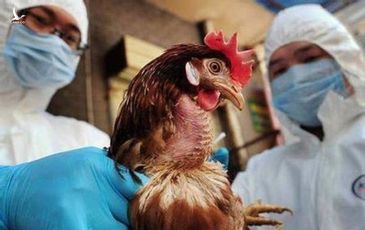 Trung Quốc: Ca nhiễm cúm H5N6 ở người đầu tiên tại Bắc Kinh