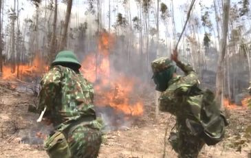 Hàng trăm cán bộ, chiến sĩ tham gia chữa cháy 50 ha rừng Phú Yên