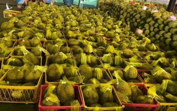 Sầu riêng Việt Nam ‘bơi’ sang Mỹ, giá 185.000 đồng/kg