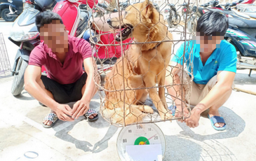 ‘Ăn thịt gà, bò, heo cũng không tốt đẹp hơn so với ăn thịt chó’