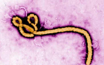 Nhật Bản vừa nhập khẩu virus Ebola và 4 mầm bệnh sốt xuất huyết nguy hiểm nhất