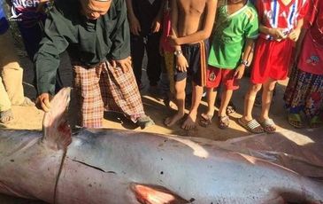 Ngư dân An Giang bắt được cá tra dầu nặng 230kg, bán 200.000 đồng/kg