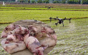 Tội phạm Trung Quốc dùng máy bay không người lái phát tán lây dịch tả heo