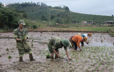 Ấm no tình quân dân từ cánh đồng Đăk Huýt