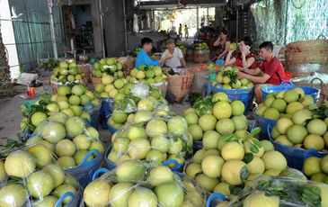 Chưa đến Tết, hàng loạt trái cây đã tăng giá mạnh