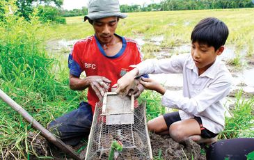 Thịt chuột miền Tây, ăn một lần cả tuần chiêm bao chép miệng