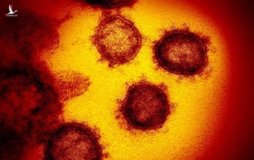 Virus COVID-19 có xu hướng bám vào tế bào người nhiều hơn virus SARS từ 10 tới 20 lần