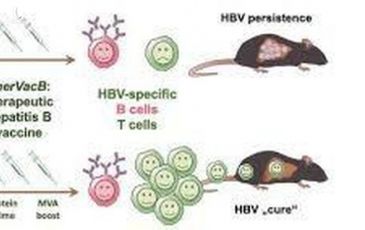 Tin vui: Sắp thử nghiệm vắc xin chữa viêm gan B
