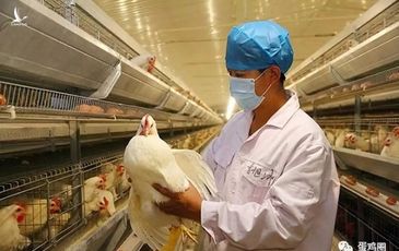 Trung Quốc phát hiện ổ dịch cúm gia cầm H5N6