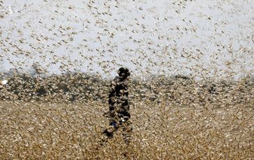 Chưa hết virus corona, TQ đã phải đối mặt với ‘đại dịch’ châu chấu