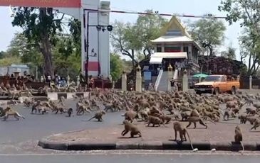 Hàng trăm con khỉ đói làm loạn cho thấy sự tàn phá của virus corona với kinh tế Thái Lan