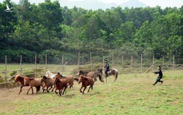 CSCĐ Kỵ binh thuần dưỡng ngựa nơi thao trường