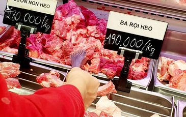 Giá heo hơi trong nước vẫn cao chót vót dù thịt nhập khẩu rất rẻ