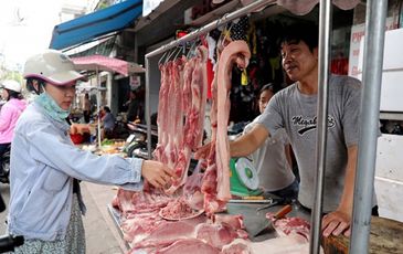 Vì sao giá heo liên tục tăng cao?