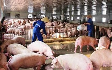 Tăng giá bất chấp cảnh báo, thịt lợn đắt đỏ chưa từng có, khi nào về mức 60.000 đồng/kg?