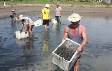 Ngăn virus DIV1 trên tôm từ Trung Quốc lây vào Việt Nam cứu nông dân