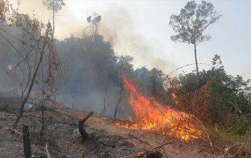 Vụ cháy hơn 32 ha rừng ở Quảng Nam có liên quan đến Giám đốc BQL rừng