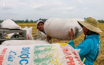 Việt Nam trúng thầu bán 60.000 tấn gạo cho Philippines