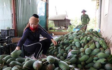 Lô xoài đầu tiên từ Sơn La xuất khẩu sang Mỹ