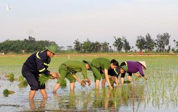 Những chiến sĩ công an nhân dân hăng hái xuống đồng giúp dân cấy lúa