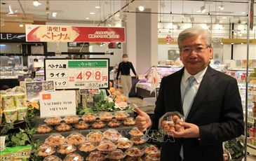 Nikkei Asian Review: Món quà quý người Nhật thèm khát nhập khẩu từ Việt Nam