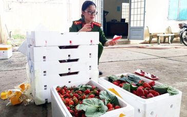 Nông sản Trung Quốc đội lốt đặc sản Đà Lạt: Gian thương tiếp tay