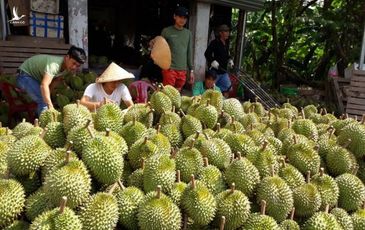 Sầu riêng đông lạnh Việt Nam thông quan vào Australia