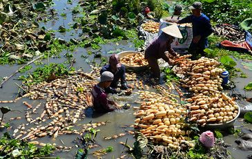 Nông dân kể chuyện: Hai tháng dầm mình dưới bùn, đút túi tiền tỷ