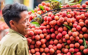 Vải, chuối, thanh long Việt Nam đến thị trường Mỹ, Singapore, Nhật Bản