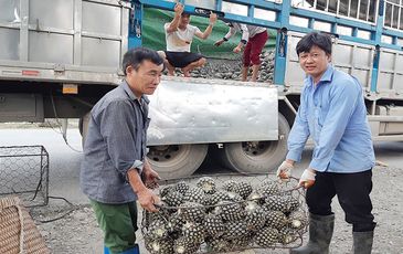 Thanh niên H’Mông trồng dứa trên đất nương rẫy kiếm hàng chục tỷ