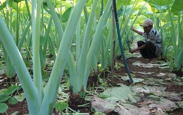 Trồng cây tai voi lớn, lạ mà quen, nông dân bỏ túi trăm triệu đồng/năm