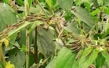 TQ gánh thêm thảm họa tồi tệ trong hàng thập kỷ