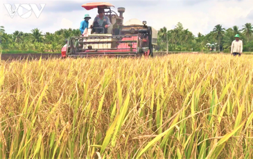 Lúa gạo tăng giá, doanh nghiệp và nông dân ĐBSCL phấn khởi.