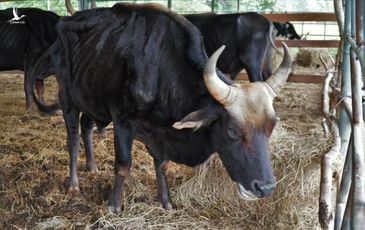 Đàn bò tót vườn quốc gia đói trơ xương