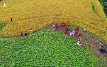 Mùa lúa chín ở Mù Cang Chải